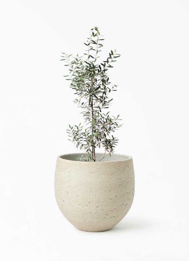 オリーブの木 8号 | 観葉植物 | 送料無料でお届け - Hitohana（ひとはな）