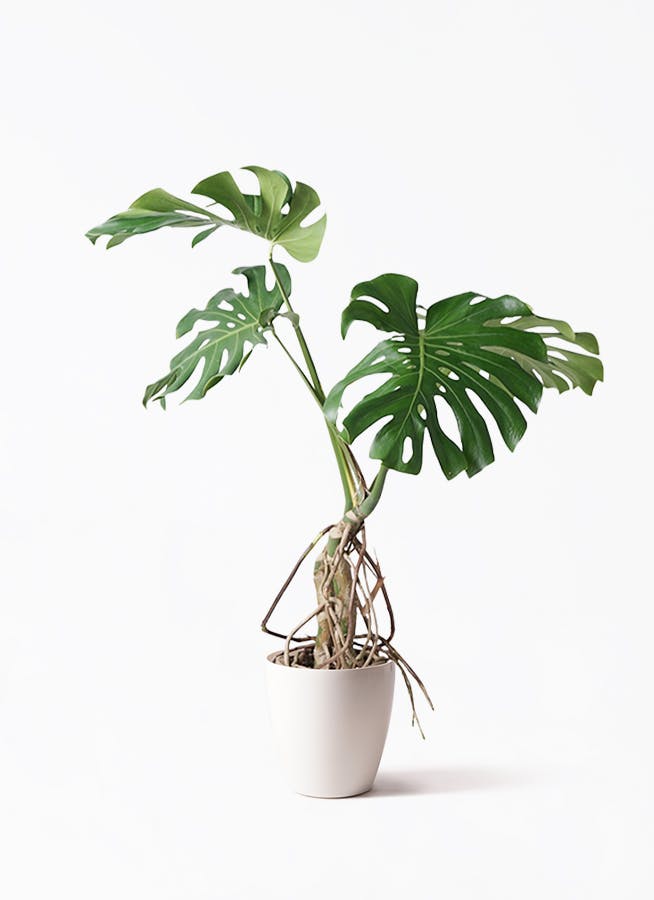 ①　モンステラ　根上がり　７号　最高等級極上品‼️ ⑱ モンステラ根上がり 7号 最高等級極上品‼️