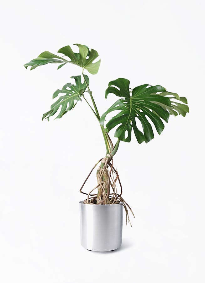 モンステラ 大型 | 観葉植物通販HitoHana(ひとはな)