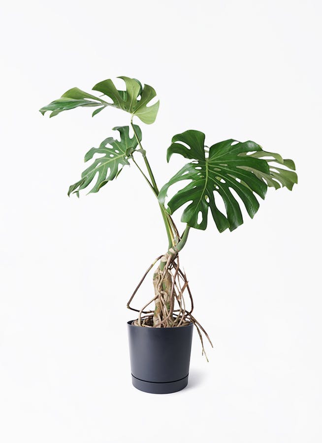 モンステラ 大型 | 観葉植物通販HitoHana(ひとはな)