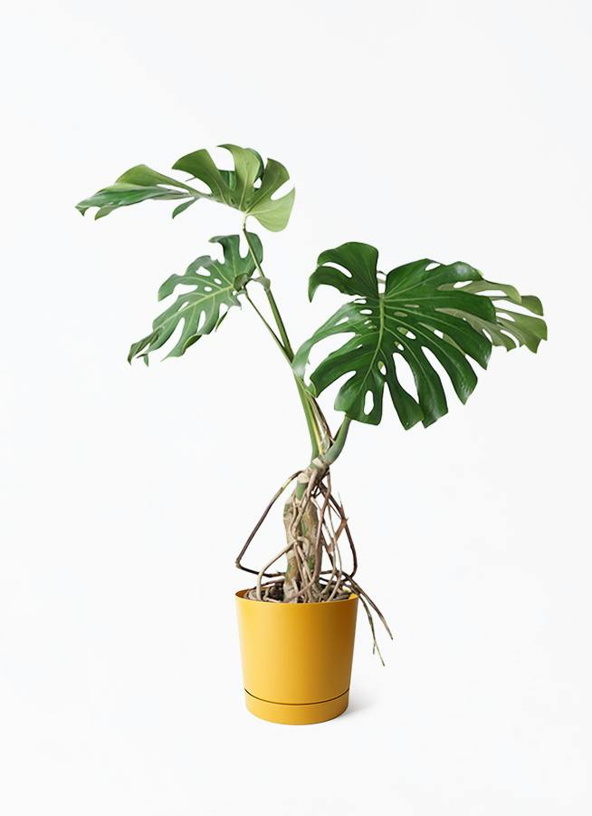 観葉植物 モンステラ 8号 根あがり プロスパー トゥーボ マスタード 