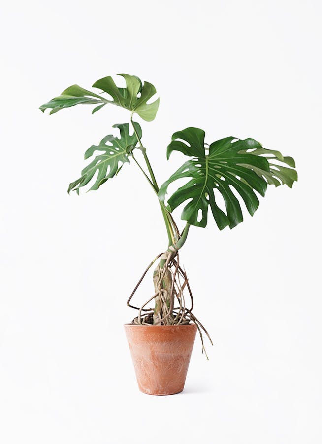 コンシンネ　トリカラー　140㌢ f8335-2.jpg