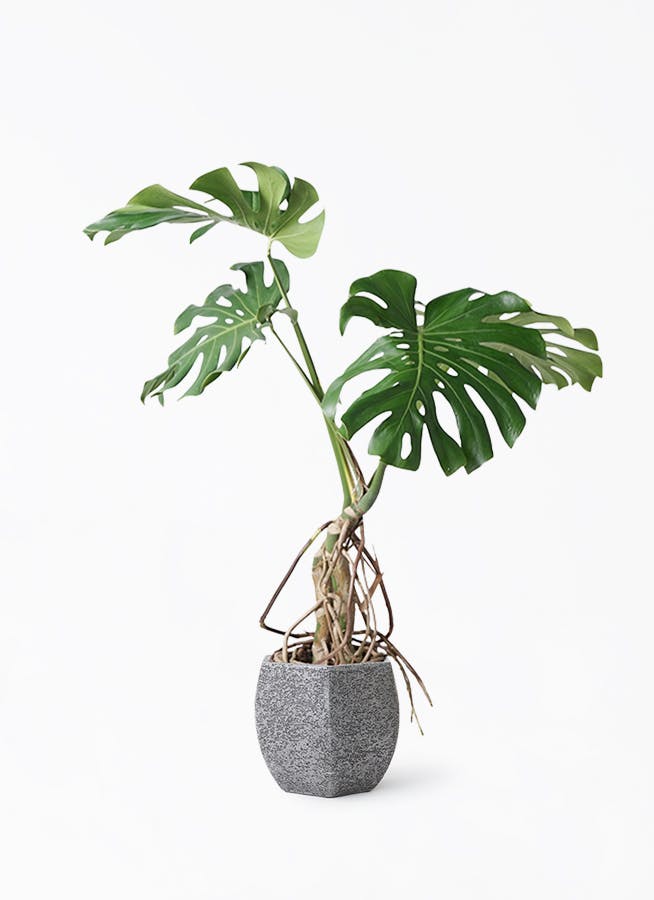 超特大☆180㎝】大型観葉植物・モンステラ（送料込） 【公式通販】