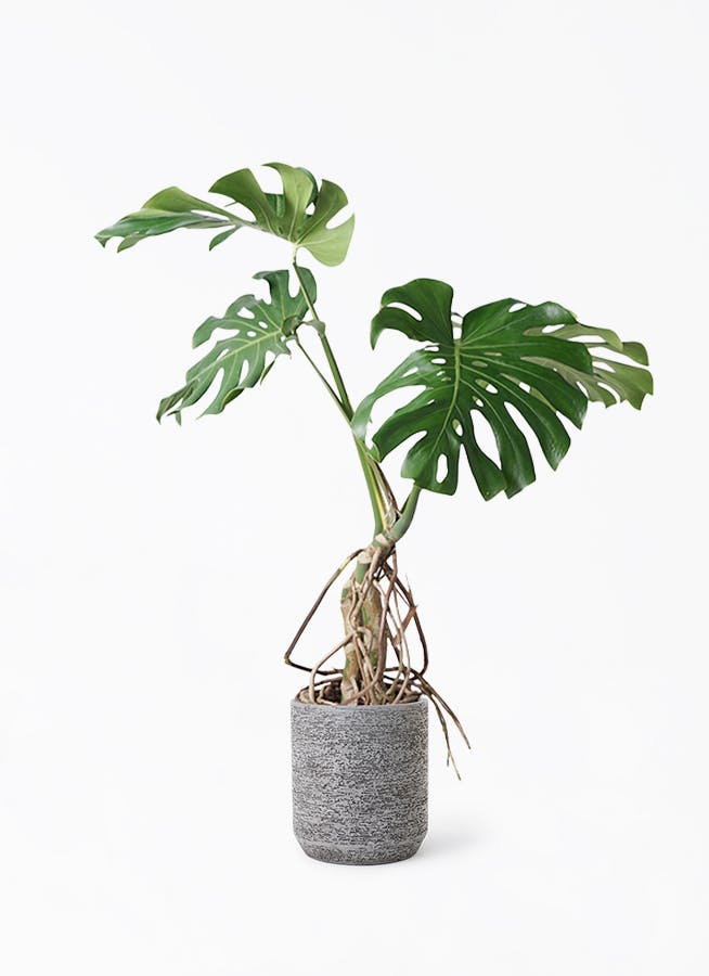 モンステラ 大型 | 観葉植物通販HitoHana(ひとはな)