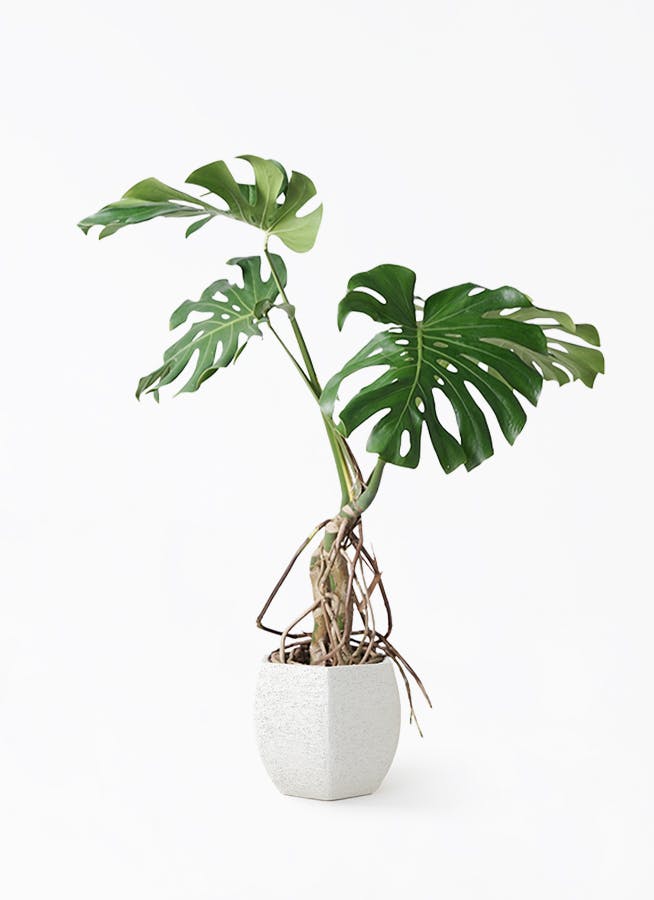 観葉植物 オリーブの木 8号 マンザニロ Eco Stone (エコストーン