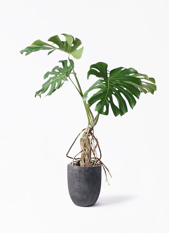 モンステラ 大型 | 観葉植物通販HitoHana(ひとはな)