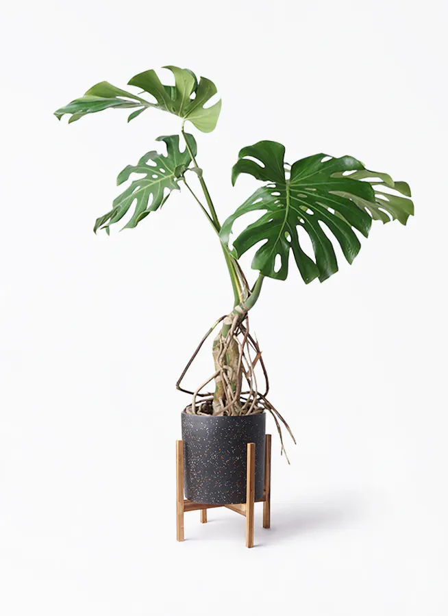 モンステラ 根あがり | 観葉植物通販 Hitohana（ひとはな）