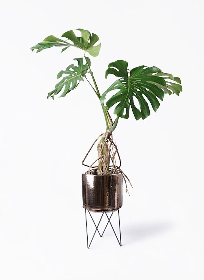 モンステラ 大型 | 観葉植物通販HitoHana(ひとはな)