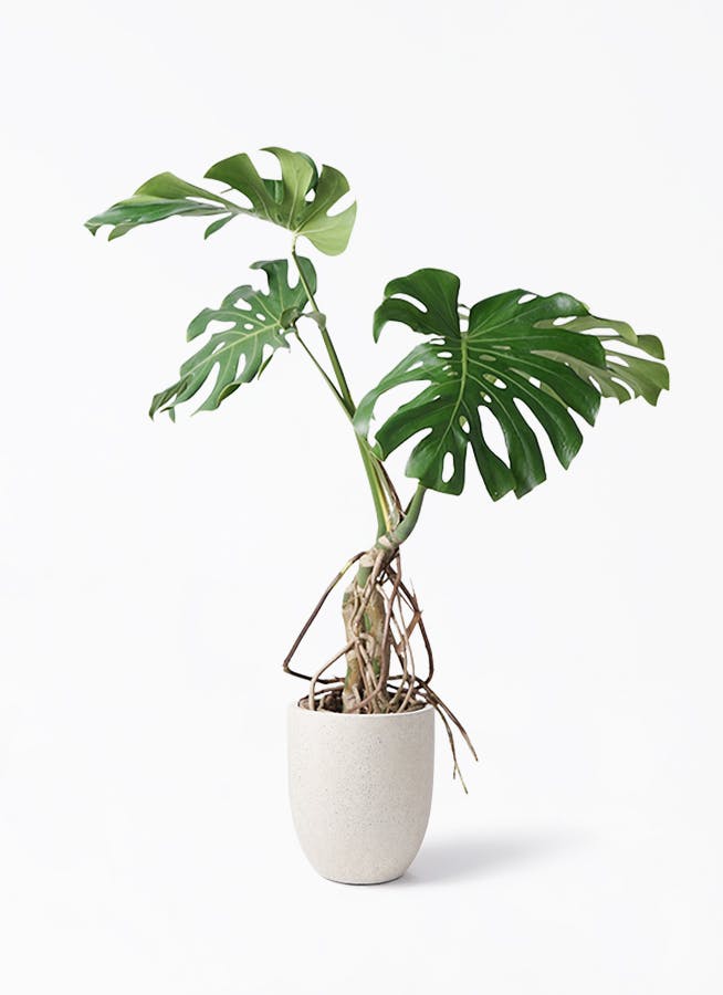 モンステラ 大型 | 観葉植物通販HitoHana(ひとはな)