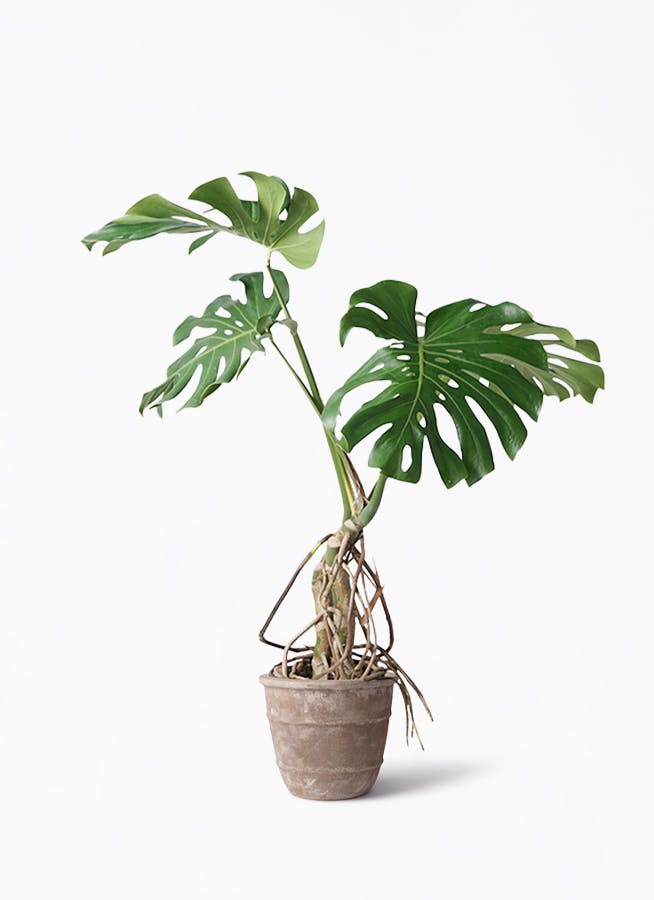モンステラ 大型 | 観葉植物通販HitoHana(ひとはな)