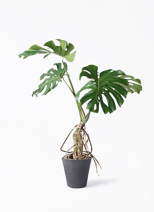 モンステラ 大型 | 観葉植物通販HitoHana(ひとはな)