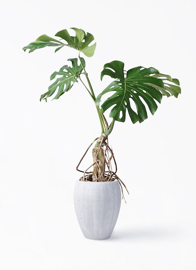 モンステラ 根あがり | 観葉植物通販 Hitohana(ひとはな) モンステラ 根あがり | 観葉植物通販 Hitohana(ひとはな)