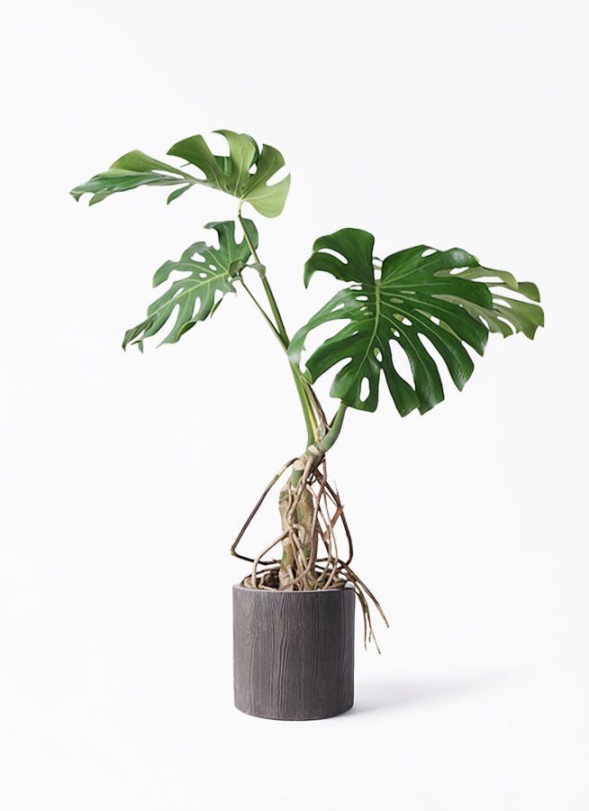 観葉植物 オリーブの木 8号 オヒブランカ アルファ シリンダー
