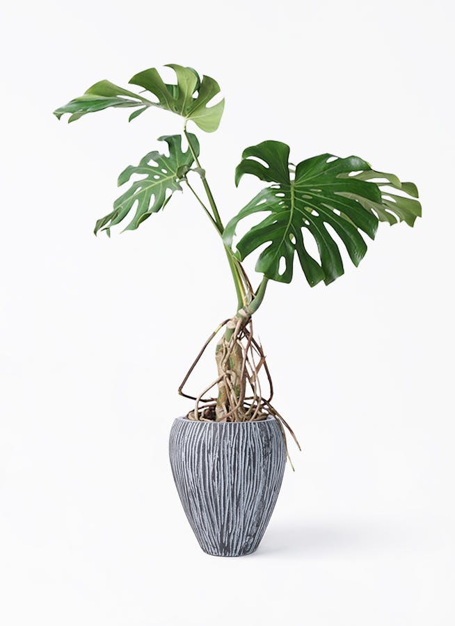 モンステラ 大型 | 観葉植物通販HitoHana(ひとはな)