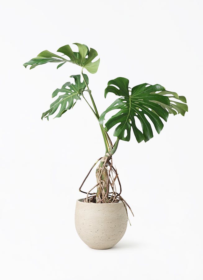 モンステラ 大型 | 観葉植物通販HitoHana(ひとはな)