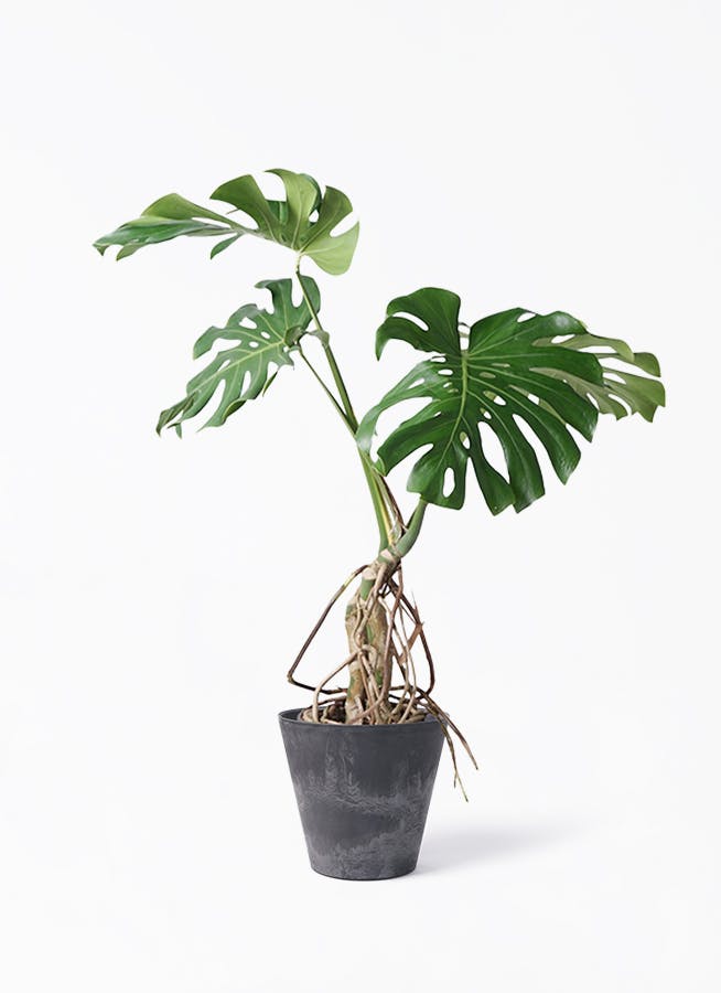 モンステラ 大型 | 観葉植物通販HitoHana(ひとはな)