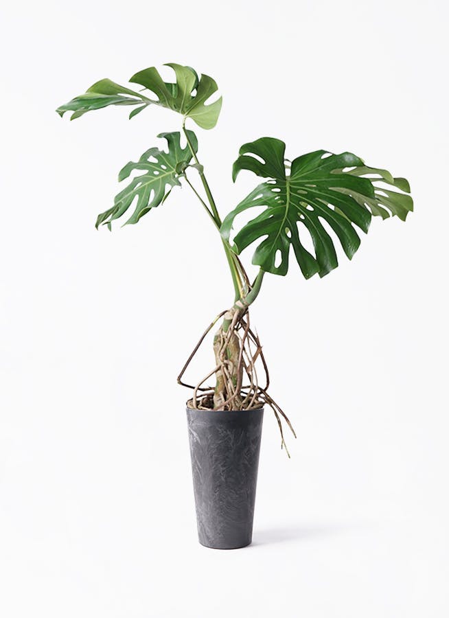 モンステラ 大型 | 観葉植物通販HitoHana(ひとはな)