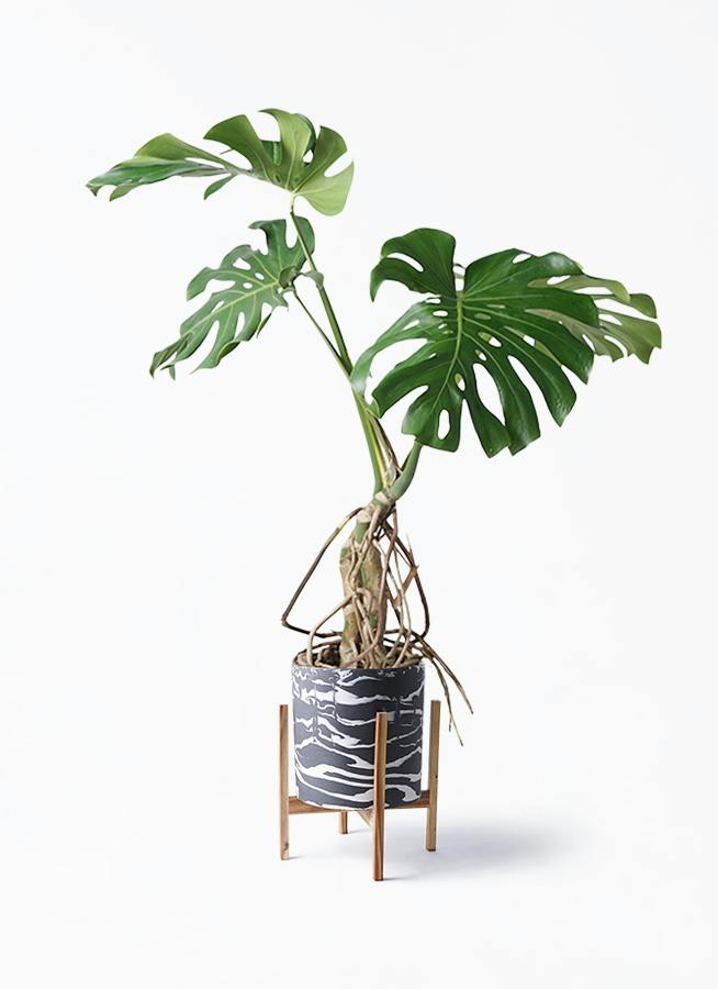 モンステラ 大型 | 観葉植物通販HitoHana(ひとはな)