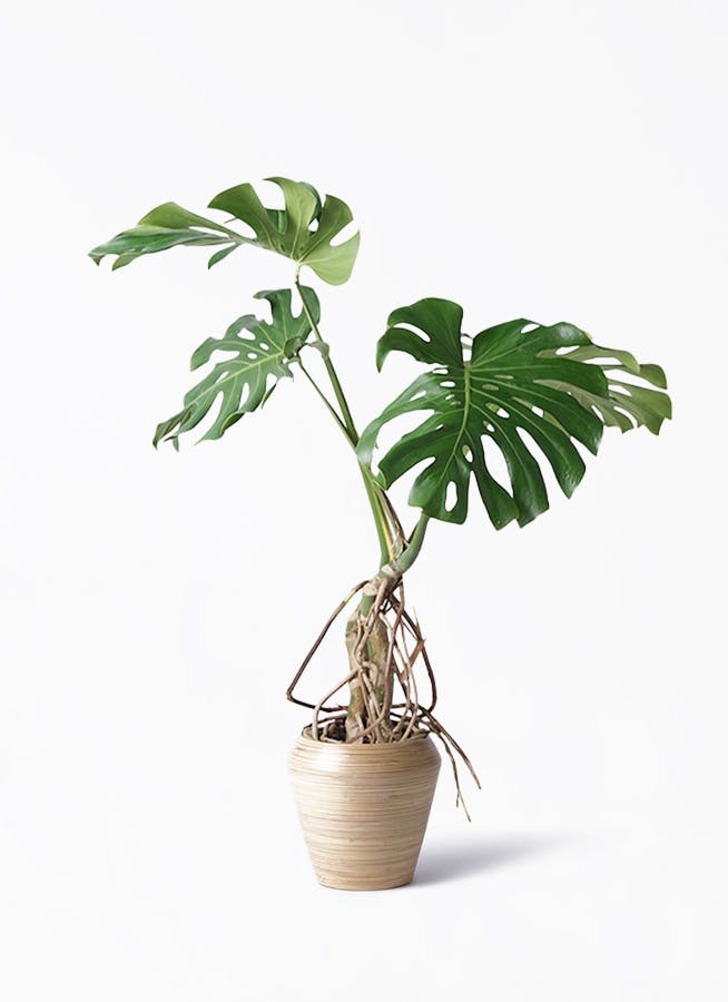モンステラ 根あがり | 観葉植物通販 Hitohana（ひとはな）