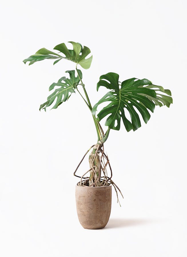 オリーブの木　アレクーゾ　7号　約100cm　K-296　現品掲載 観葉植物 オリーブの木 8号 ワンセブンセブン ルーガ アンティコ
