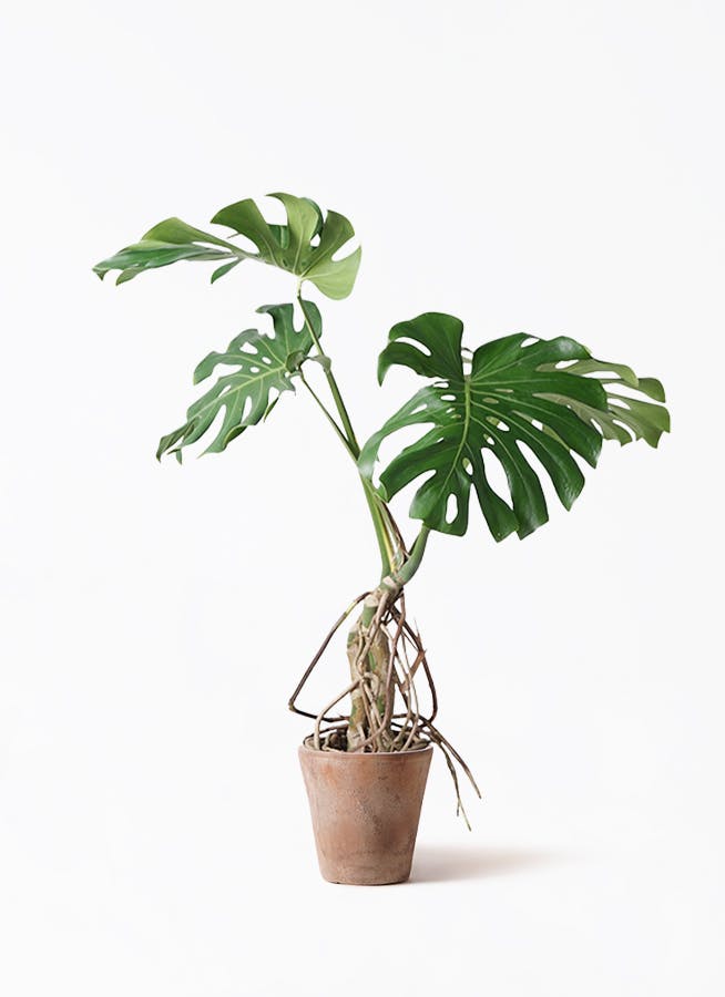 *手渡し限定* 特大モンステラ 高さ170cm超 葉幅50cm以上 観葉植物 モンステラ 大型 | 観葉植物通販HitoHana(ひとはな)