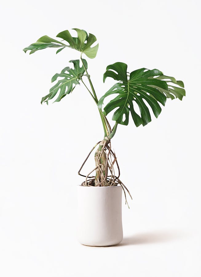 観葉植物 モンステラ 大型 8号