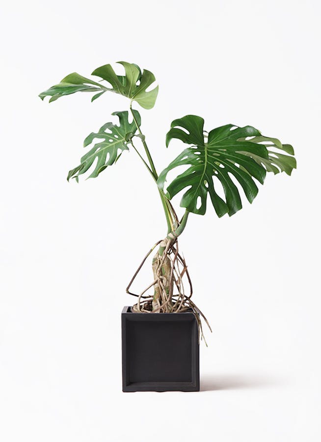 観葉植物 ドラセナ コンシンネ レインボー 8号 ストレート