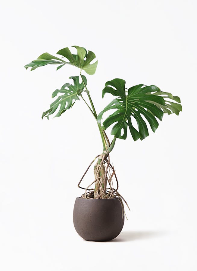 モンステラ 大型 | 観葉植物通販HitoHana(ひとはな)