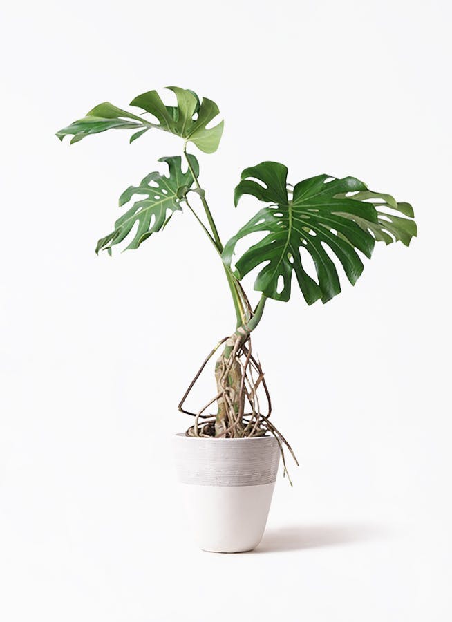 巨大モンステラデリシオーサ③ 根上がり 幹上がり 幹上がり（根上がり）のモンステラデリシオーサ - 私のモンステラ