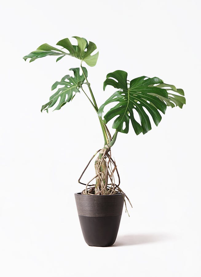 モンステラ 観葉植物 大きな切れ込み 大型 室内用 モンステラ 大型 | 観葉植物通販HitoHana(ひとはな)