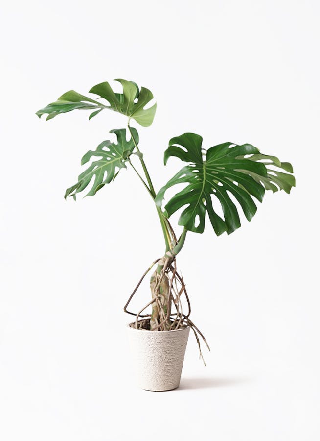 モンステラ　幹上がり　根上がり　4 モンステラ 幹上がり 根上がり 4 モンステラ 根あがり | 観葉植物通販
