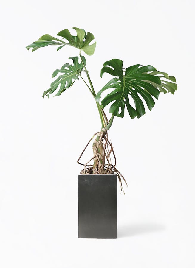 モンステラ 根あがり | 観葉植物通販 Hitohana（ひとはな）