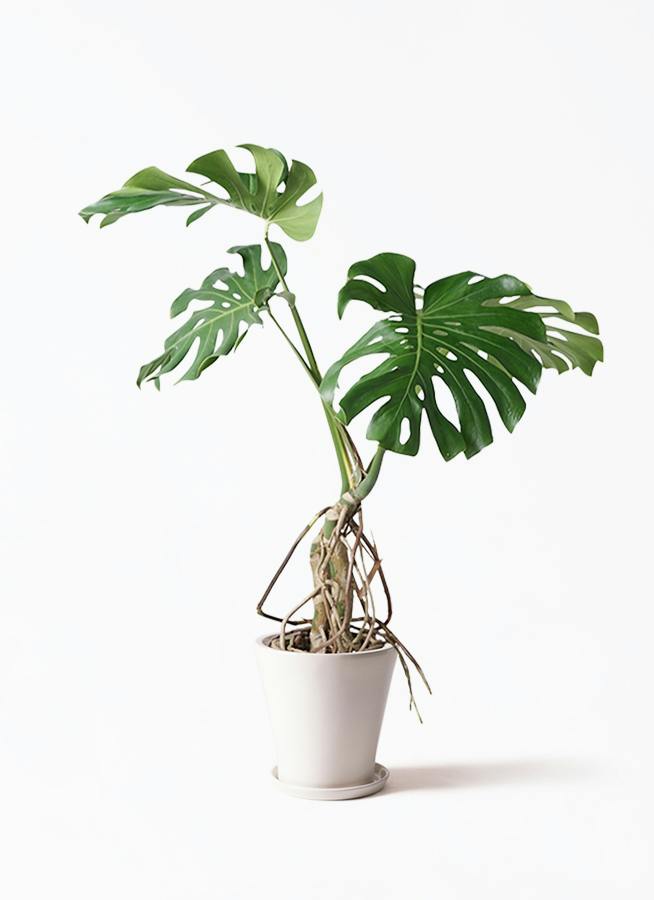 観葉植物 アオノリュウゼツラン 8号 アメリカーナ サブリナ 白 付き