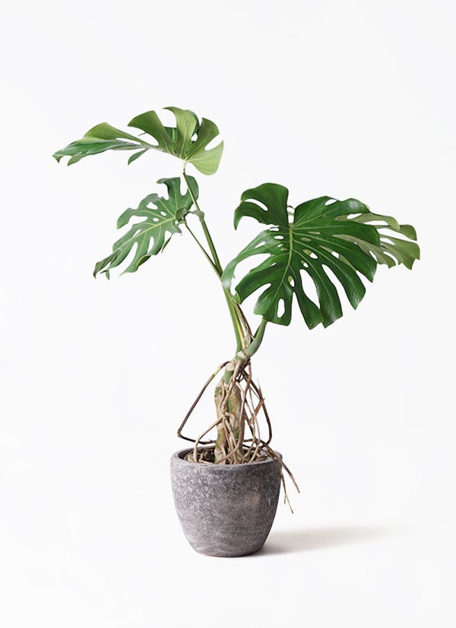 モンステラ 大型 | 観葉植物通販HitoHana(ひとはな)