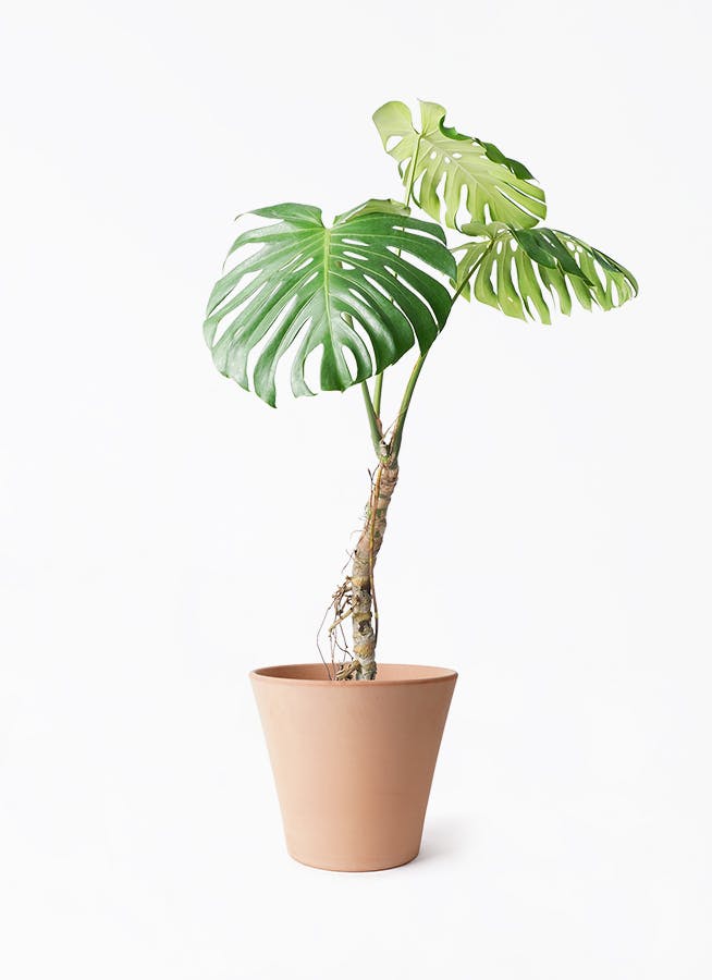 モンステラ 7号 | 観葉植物 | インテリアやギフトに - Hitohana（ひと