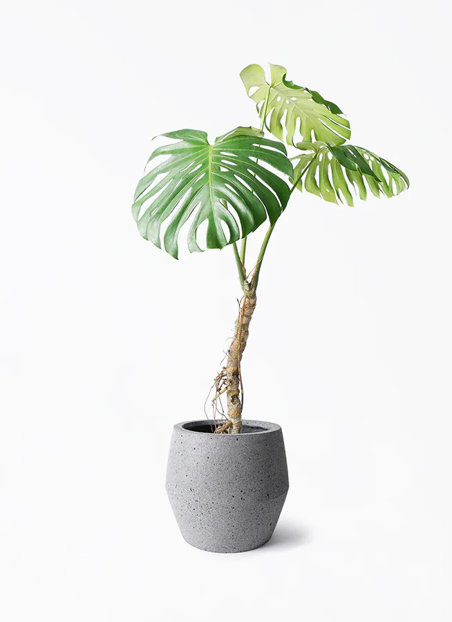 Kb-T】鉢植え モンステラ 斑入り ボルシギアナ （Kb-b】鉢植え 