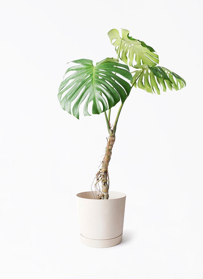 その他観葉植物 user_1242a77b 観葉植物 マングーカズラ 10号 木柱 Eco Stone（エコストーン