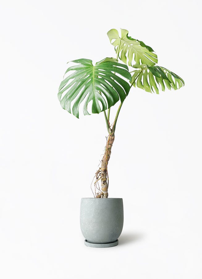 モンステラ 根あがり | 観葉植物通販 Hitohana（ひとはな）