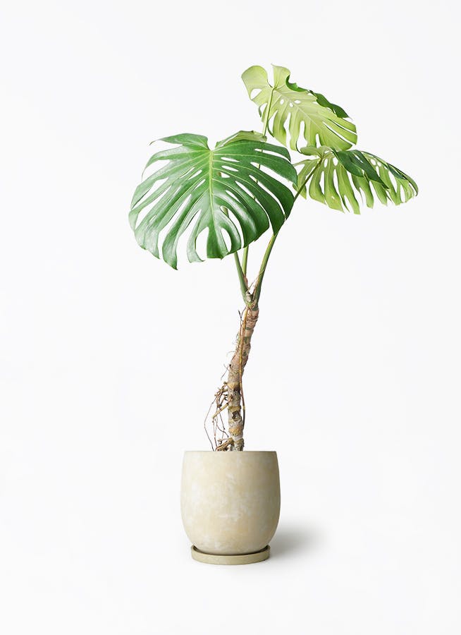 モンステラ 根あがり | 観葉植物通販 Hitohana（ひとはな）