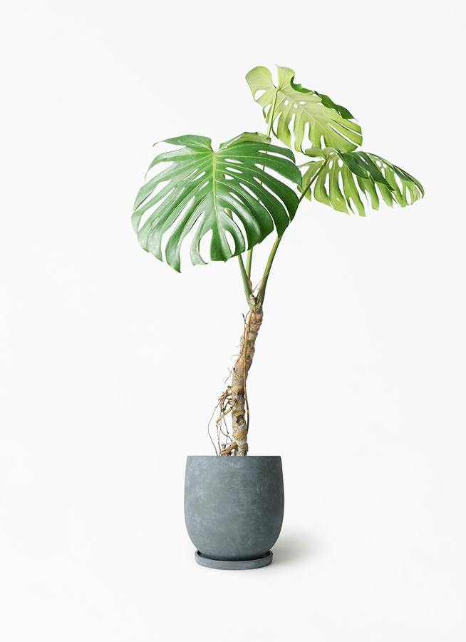 モンステラ 7号 | 観葉植物 | インテリアやギフトに - Hitohana（ひと