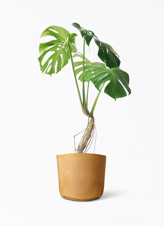 観葉植物 モンステラ 6号 根あがり レザーポット ブラウン 付き | 観葉