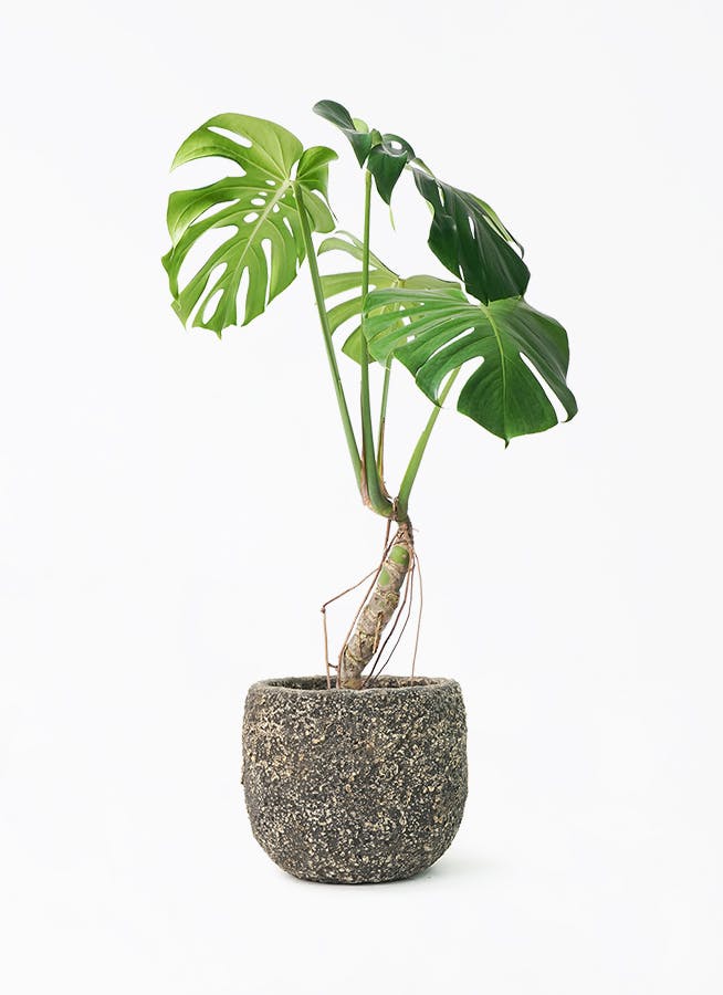 モンステラ 根あがり | 観葉植物通販 Hitohana（ひとはな）