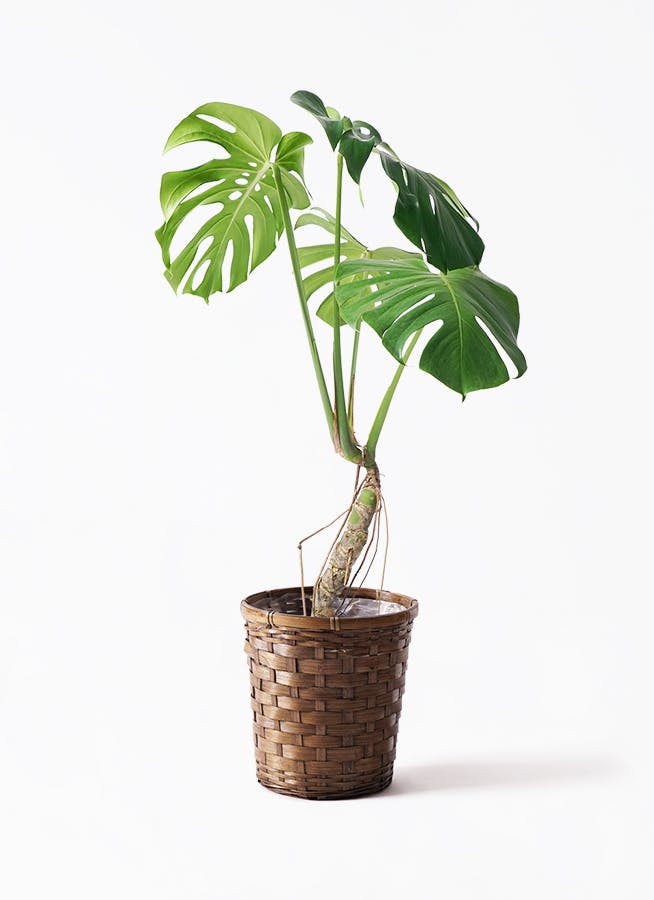 モンステラ　蕾付き 観葉植物 モンステラ 6号 根あがり 竹バスケット 付き | 観葉植物なら