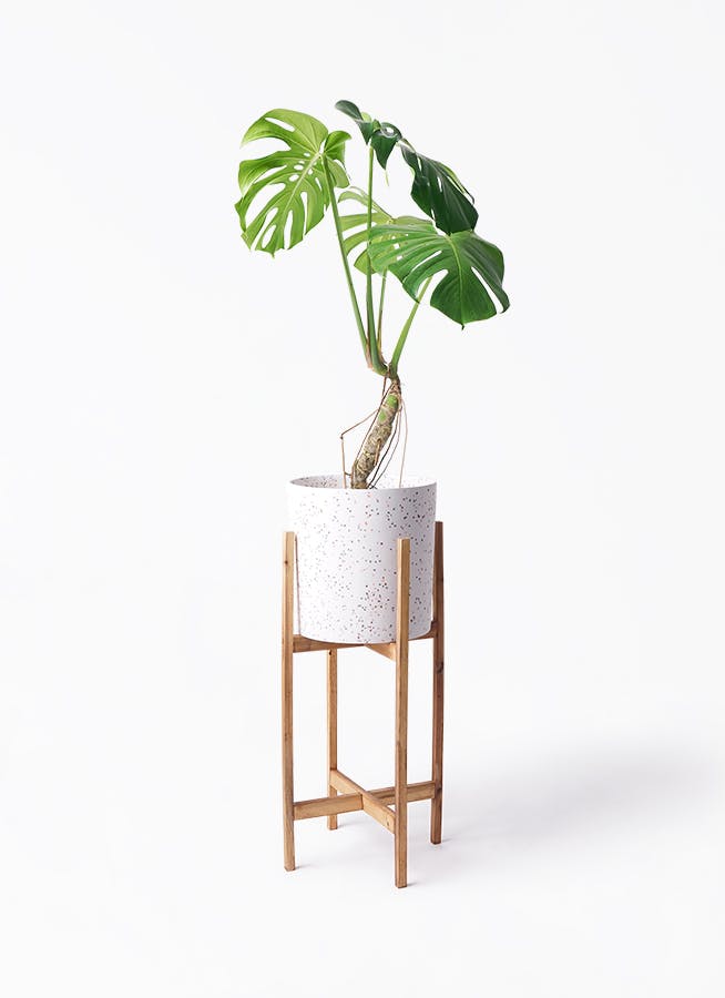 モンステラ 根あがり | 観葉植物通販 Hitohana（ひとはな）