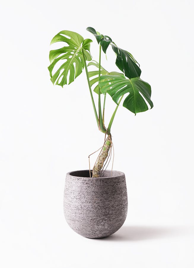 モンステラ 根あがり | 観葉植物通販 Hitohana（ひとはな）