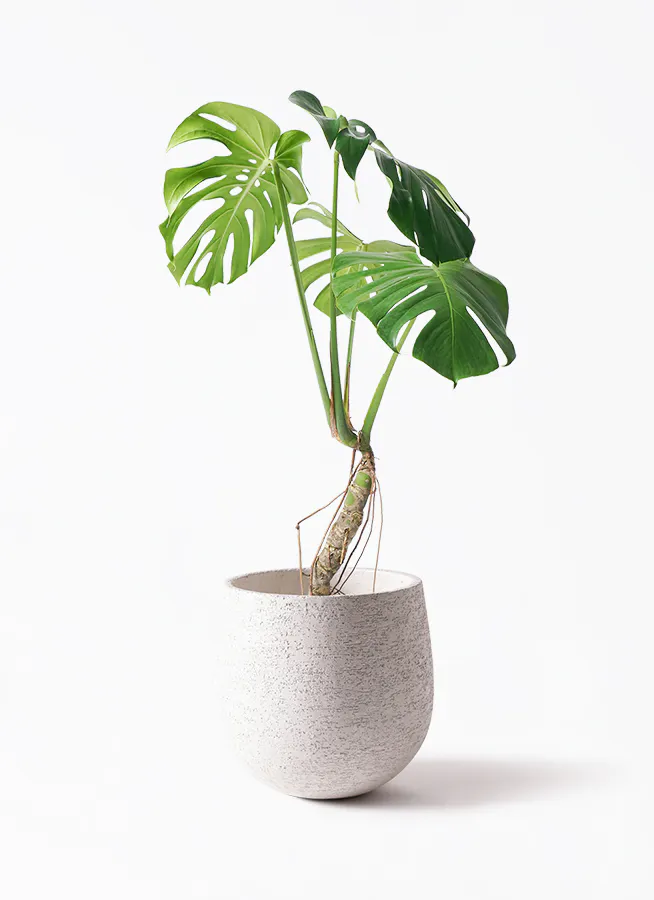 特大モンステラ 根上がり 幹上がり 一点モノ 着払い 引き取り希望  