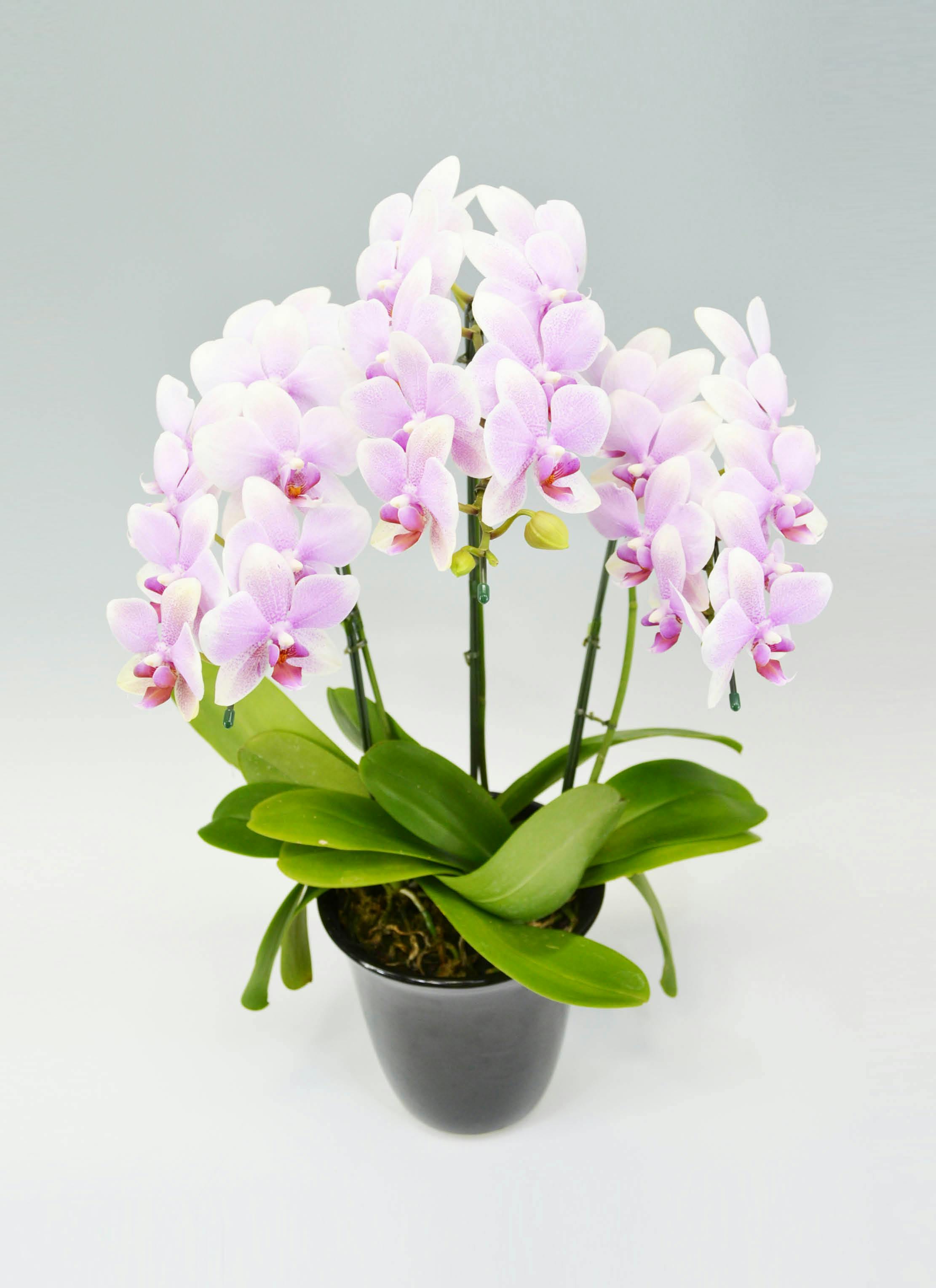 胡蝶蘭中大輪 ピンク おぼろづき 3本立ち | 胡蝶蘭ならHitoHana(ひとはな)