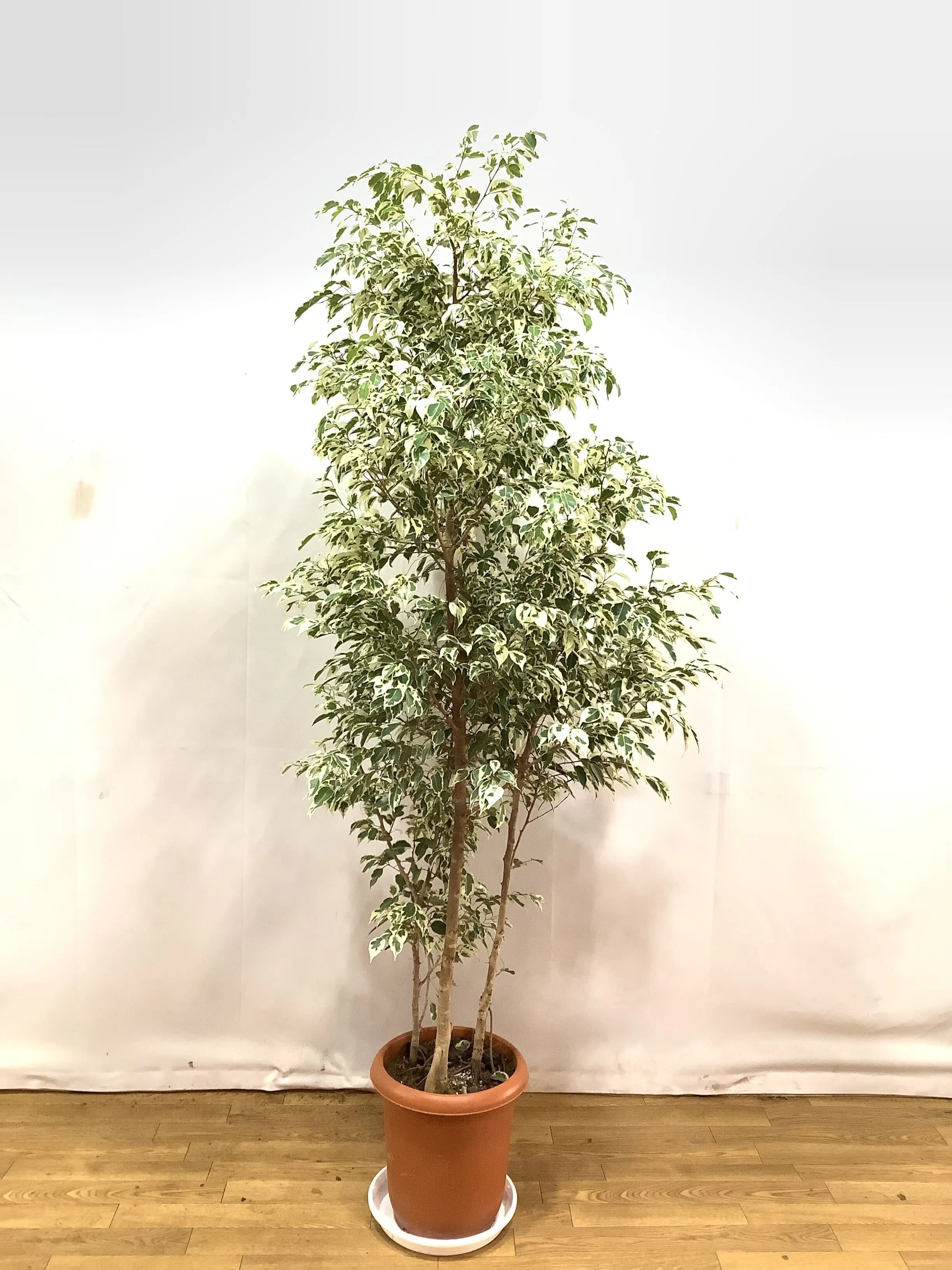 激レア フィカス パンダガジュマル 斑入り 2 希少 レア 観葉植物 白  