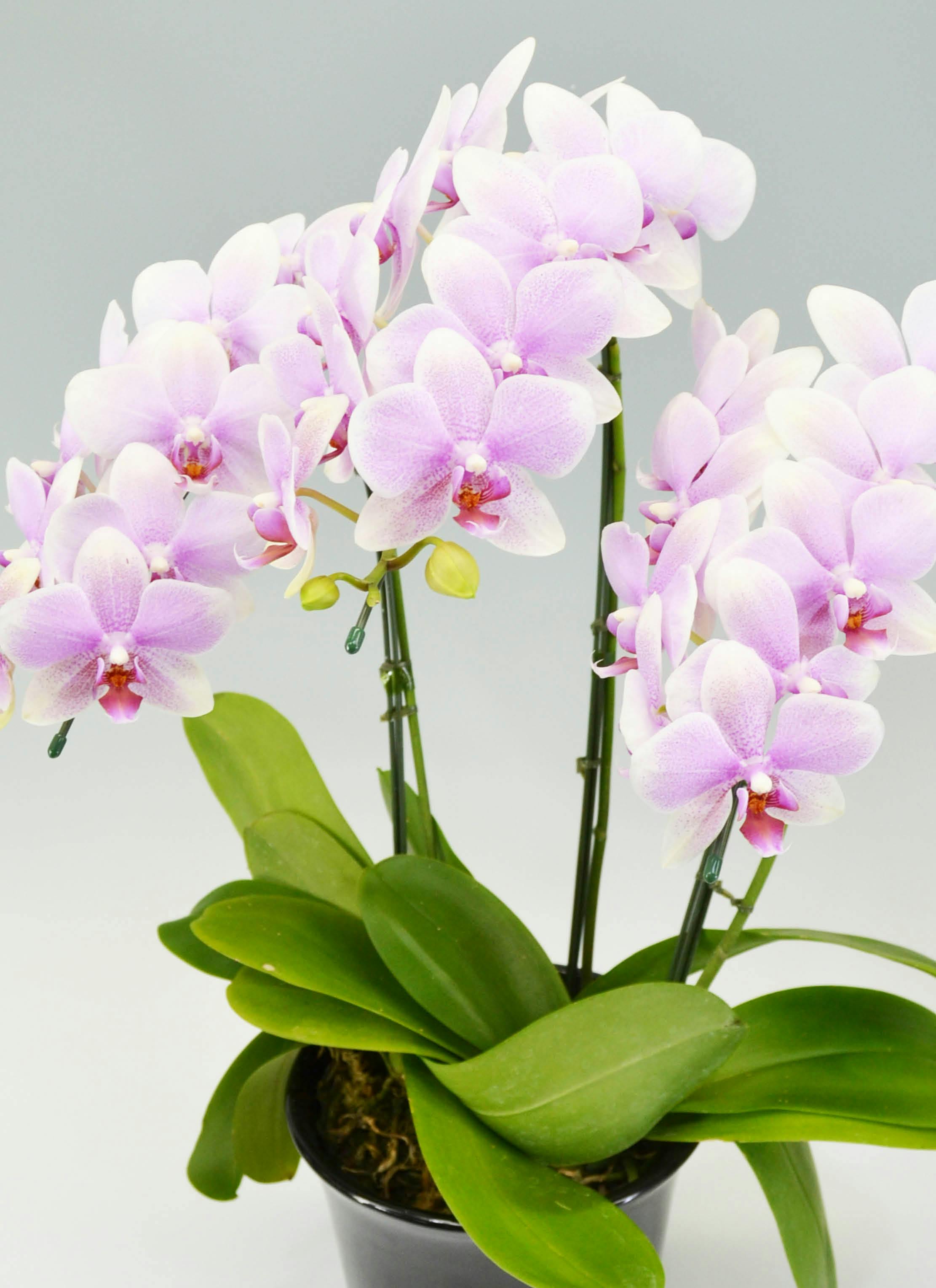 胡蝶蘭中大輪 ピンク おぼろづき 3本立ち | 胡蝶蘭ならHitoHana