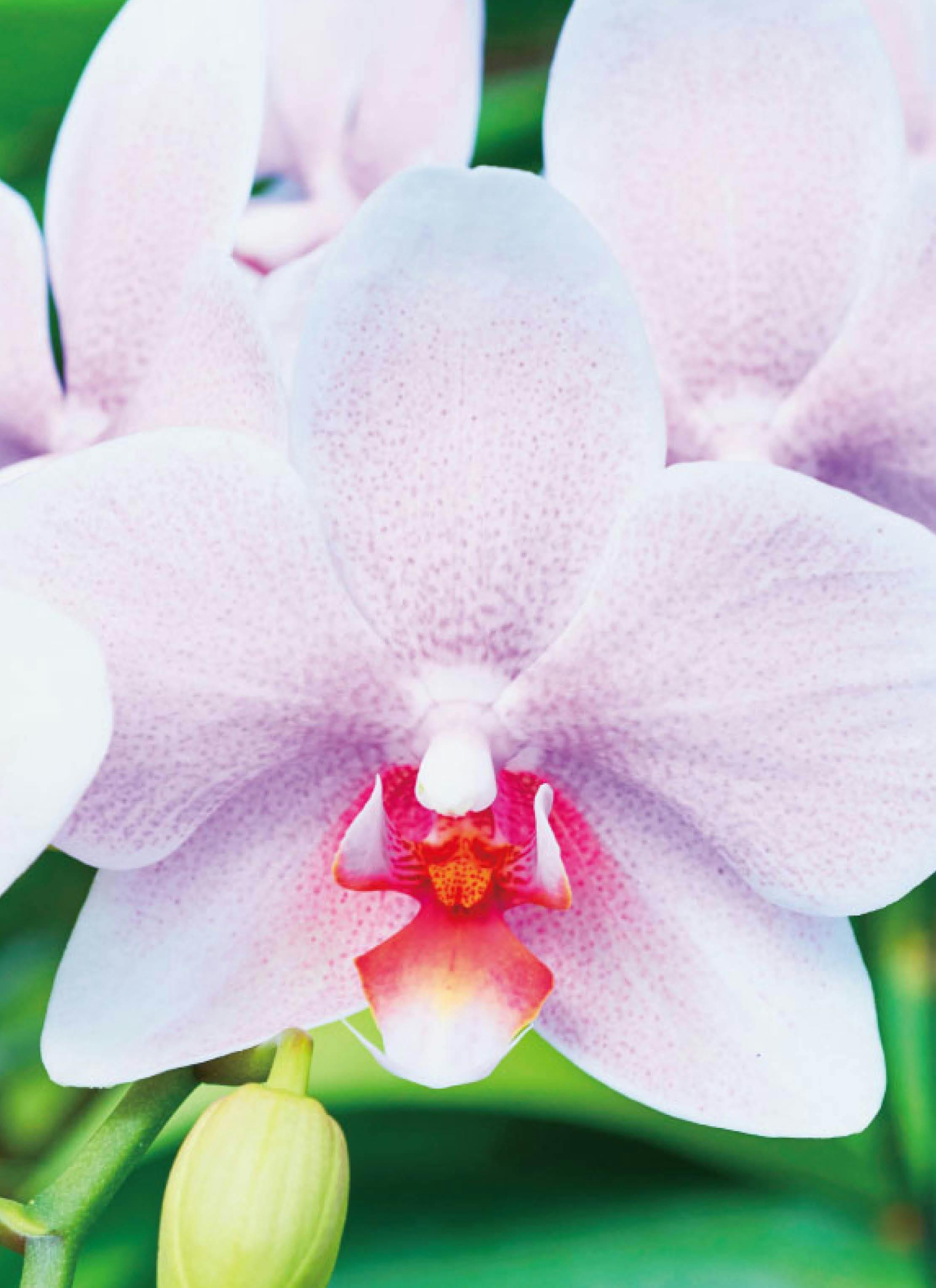 胡蝶蘭中大輪 ピンク おぼろづき 3本立ち | 胡蝶蘭ならHitoHana(ひとはな)